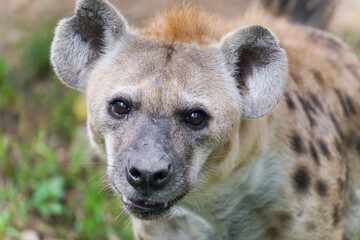 Wall Mural - spotted hyena at zoo