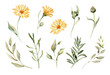 Calendula flower set.  Watercolor botanical illustration for herbal medicine products, greeting cards, poster, web projects