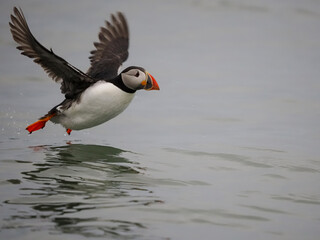 Sticker - Puffin, Fratercula arctica