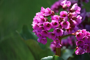 Wall Mural - Small pink blooming flowers