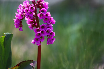 Wall Mural - Small pink blooming flowers