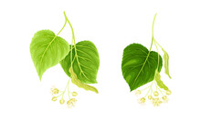 Sprigs Of Linden Tree With Flowers And Leaves Set Vector Illustration