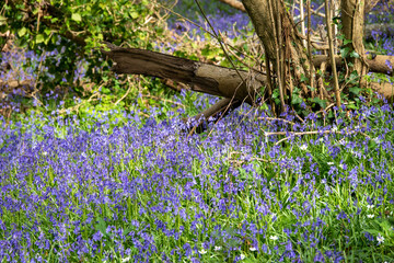 carpet of beautiful english bluebells in the countryside