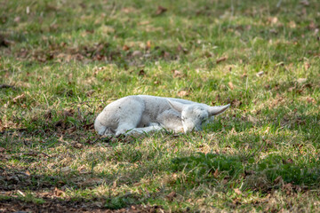 Canvas Print - cute lamb asleep in the spring sunshine