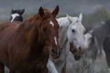 Fototapeta Pokój dzieciecy - Beautiful herd of Western ranch horses running on dusty road being driven to summer pastures