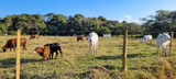 Fototapeta Konie - criação de gado em fazenda no interior do Brasil 