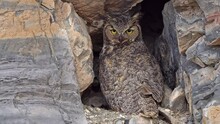 Great Horned Owl At Her Nest With Babies In The Side Of A Rock Wall With Them Hiding Behind Her.