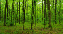 Green Forest In Spring
