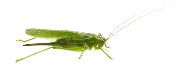 Canvas Print - Green locust on white