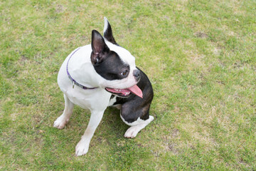 Wall Mural - Young Boston Terrier dog sitting on grass with her head turned. Her tongue is out and she looks happy.