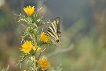 Bella Mariposa Chupaleches (iphiclides Feisthamelii) Libando De Flores De Cardo Amarillas, Con Fondo Difuminado (macro)