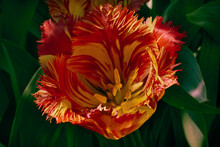 Head Of Red Yellow Mottled Tulips In Sunlight With Dark Blurred Background
