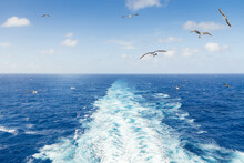 Cruise Ship Wake Or Trail On Ocean Surface With Seagull