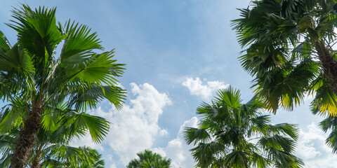 Wall Mural - palm trees against blue sky