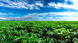 Panorama Landscape Of cassava plantation fields And blue Sky clouds Background.cassava plantation fields landscapes on a bright sunny day with patterns formed in natural background.
