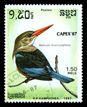 Postage Stamp.  Grey-headed Kingfisher.