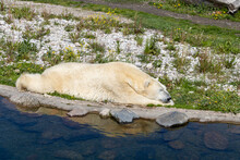 Polar Bear On The Zoo