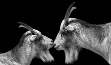Two Couple Goats Closeup Face