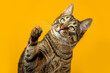 Portrait of a striped cat on a yellow background.
The cat raised its paw and carefully looks at the object