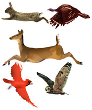 A Rabbit, Wild Turkey, White Tail Deer, Cardinal A Flying Owl Are Seen As 3-d Illustrations To Be Used As A Graphic Resource.