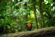 Leinwandbild Motiv Exotic bird in the tropical jungle