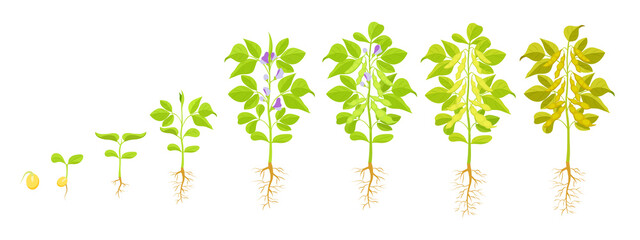 Wall Mural - Soybean growth. Vector illustration of phases of seed germination and appearance of sprout.