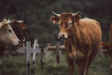 Brown Cow With Horns In A Meadow With Wooden Crosses And Other Cows