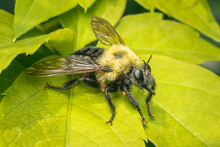 Big Robber Fly That Looks Like A Bumble Bee