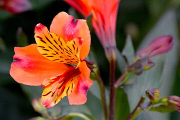 Sticker - Peruvian Lily