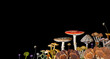 Different types of mushrooms isolated on a black background. 
