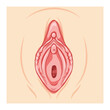 Surface anatomy of the women perineum. Human anatomy externtal organs location scheme Labium majus, minus, uretral, Vaginal opening, clitoris. Vector medical illustration flat concept isolated