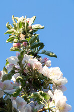 Columnar Apple Tree In Bloom. Apple Tree Flowers. Apple Blossom. Flowers In Spring Time