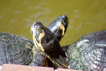 two turtles looking up