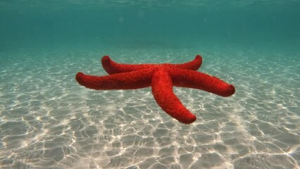 Wall Mural - Underwater slow motion video of beautiful red starfish falling slowly from surface to sandy sea bed in turquoise exotic paradise beach