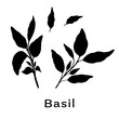 Black basil branches on white background. Minimalistic botanical elements for cosmetics. Hand-drawn design concept. Vector illustration