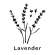 Black lavender branches on white background. Minimalistic botanical elements. Hand-drawn design concept. Vector illustration.