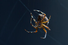 Close-up Macro Shot Of A European Garden Spider Cruciform Spider, Araneus Diadematus.