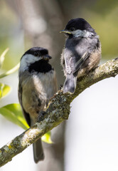 Wall Mural - Black-capped chickadee bird