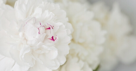 Wall Mural - Banner. Natural floral background. Beautiful white peonies. Flowers and buds close-up.