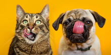 The Cat And Dog Are Licking. Portraits On A Yellow Background