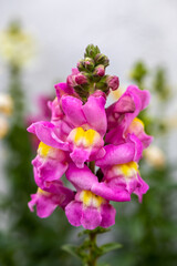 Wall Mural - Close-up of colourful Antirrhinum, dragon flowers