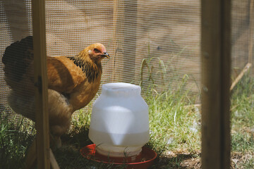Sticker - Chicken in coop during summer outdoors at water for hydration of poultry on farm.