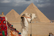 the great pyramids and a camel