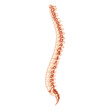 The human vertebral column spine anatomy side lateral with Intervertebral disc. Vector flat 3D realistic concept illustration in natural colors, spine isolated on white background.