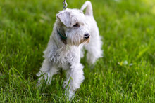 Gray-white Schnauzer On The Grass, On A Leash.
