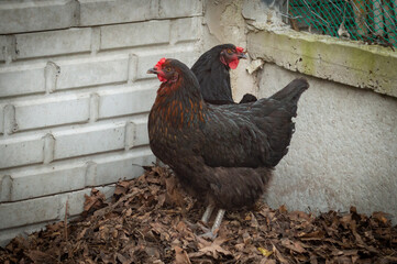 chicken in the farm