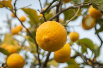 lemon on tree