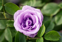 Purple Single Rose Flower, Top View, Green Leaves Bg