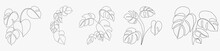Simplicity Monstera Leaf Freehand Continuous Line Drawing Flat Design.