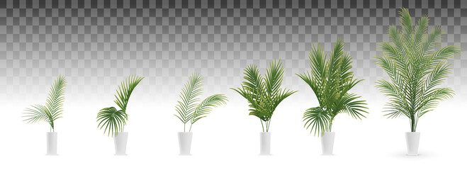 Wall Mural - set of palm tree in white vase